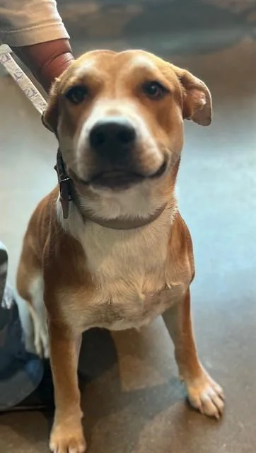 A young medium-sized male Labrador Retriever dog named Cracker Jack for adoption in Houston, TX