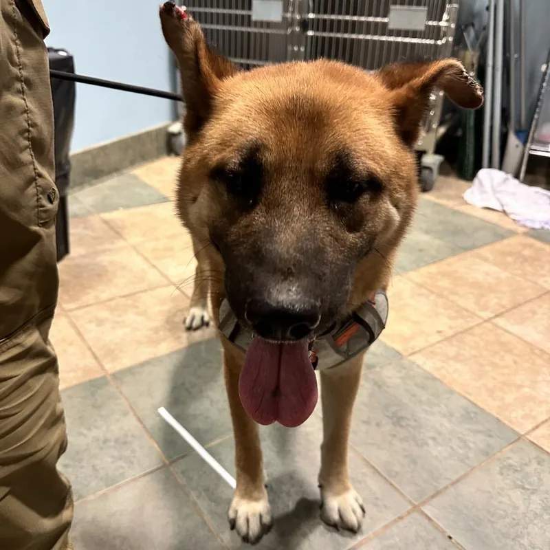 An adult medium-sized male Brown / Chocolate Mixed Breed dog named Flint for adoption in Chattanooga, TN
