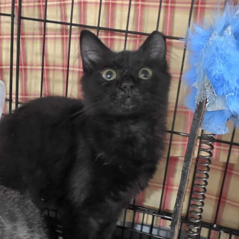 A baby small-sized male Black Domestic Medium Hair cat named Trujillo for adoption in Abingdon, MD