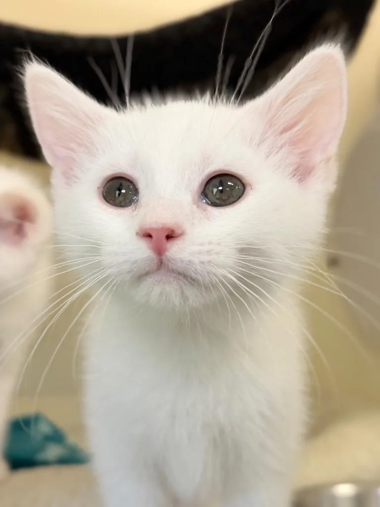 A baby medium-sized male Domestic Short Hair cat named Lemon for adoption in Menomonie, WI