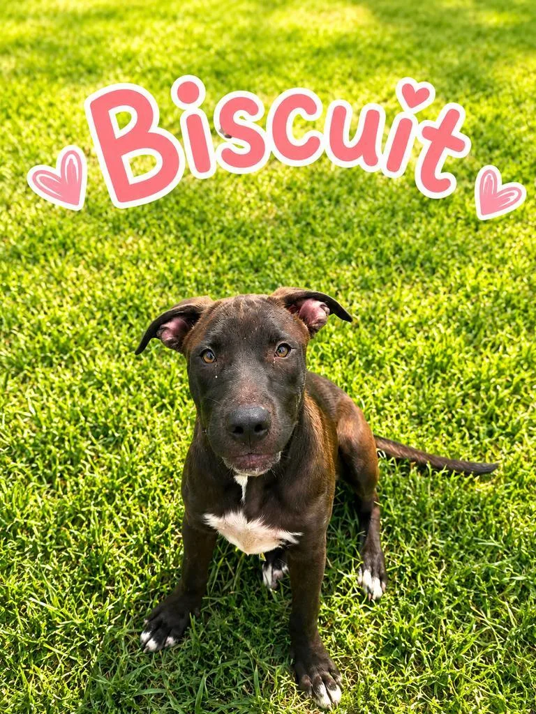 Biscuit thumbnail 2