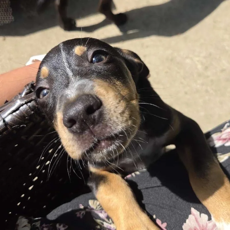 A baby medium-sized male Black Australian Cattle Dog / Blue Heeler dog named Benji for adoption in Brownsboro, AL