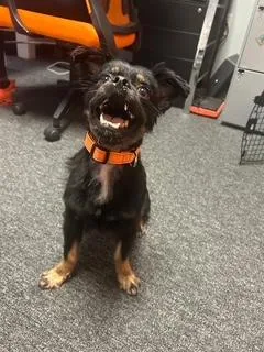 Winston
