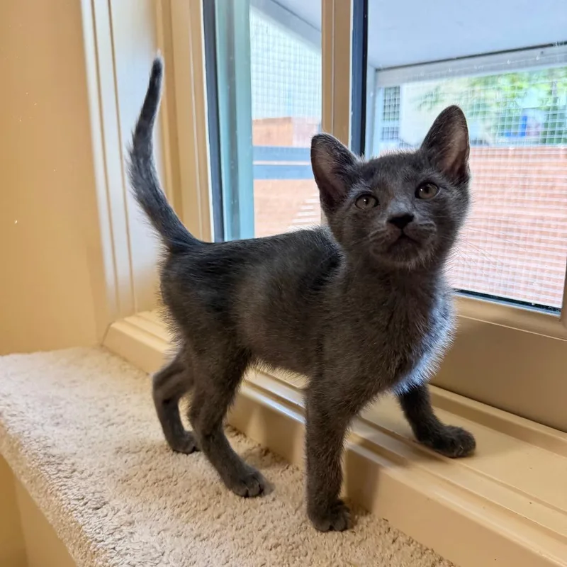 A baby small-sized male Gray / Blue / Silver Domestic Short Hair cat named Craig for adoption in Agoura Hills, CA