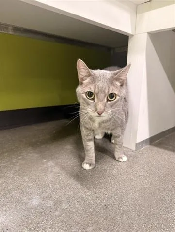 A senior small-sized male Domestic Medium Hair cat named Otis for adoption in San Martin, CA