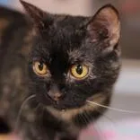 An adult medium-sized female Tortoiseshell Domestic Short Hair cat named Salsa for adoption in Hilliard, OH