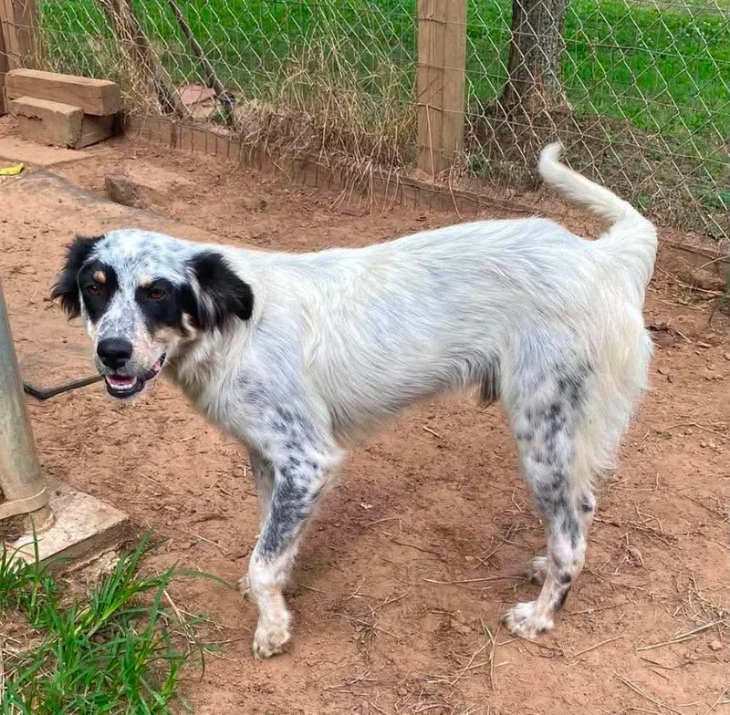 A baby medium-sized male English Setter dog named Bolt for adoption in China Township, MI