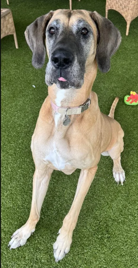 An adult extra large-sized female Great Dane dog named Stella for adoption in Pine Beach, NJ
