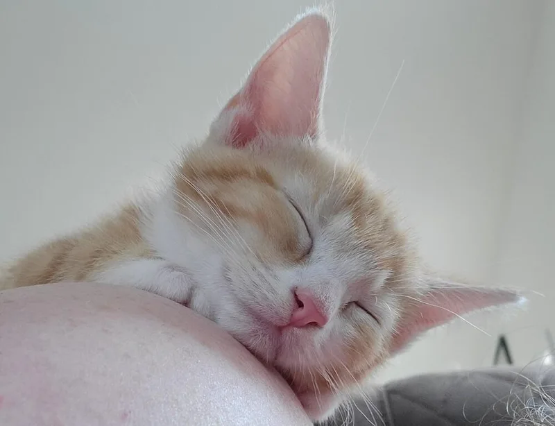 A baby small-sized male Tabby (Orange / Red) Domestic Short Hair cat named Apple Jack for adoption in Raleigh, NC
