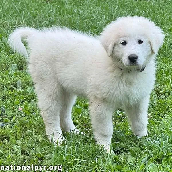 A baby large-sized female White / Cream Great Pyrenees dog named Iduna in OH for adoption in Beacon, NY