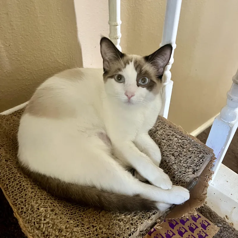 A young medium-sized female Siamese cat named Pack for adoption in Glendora, CA