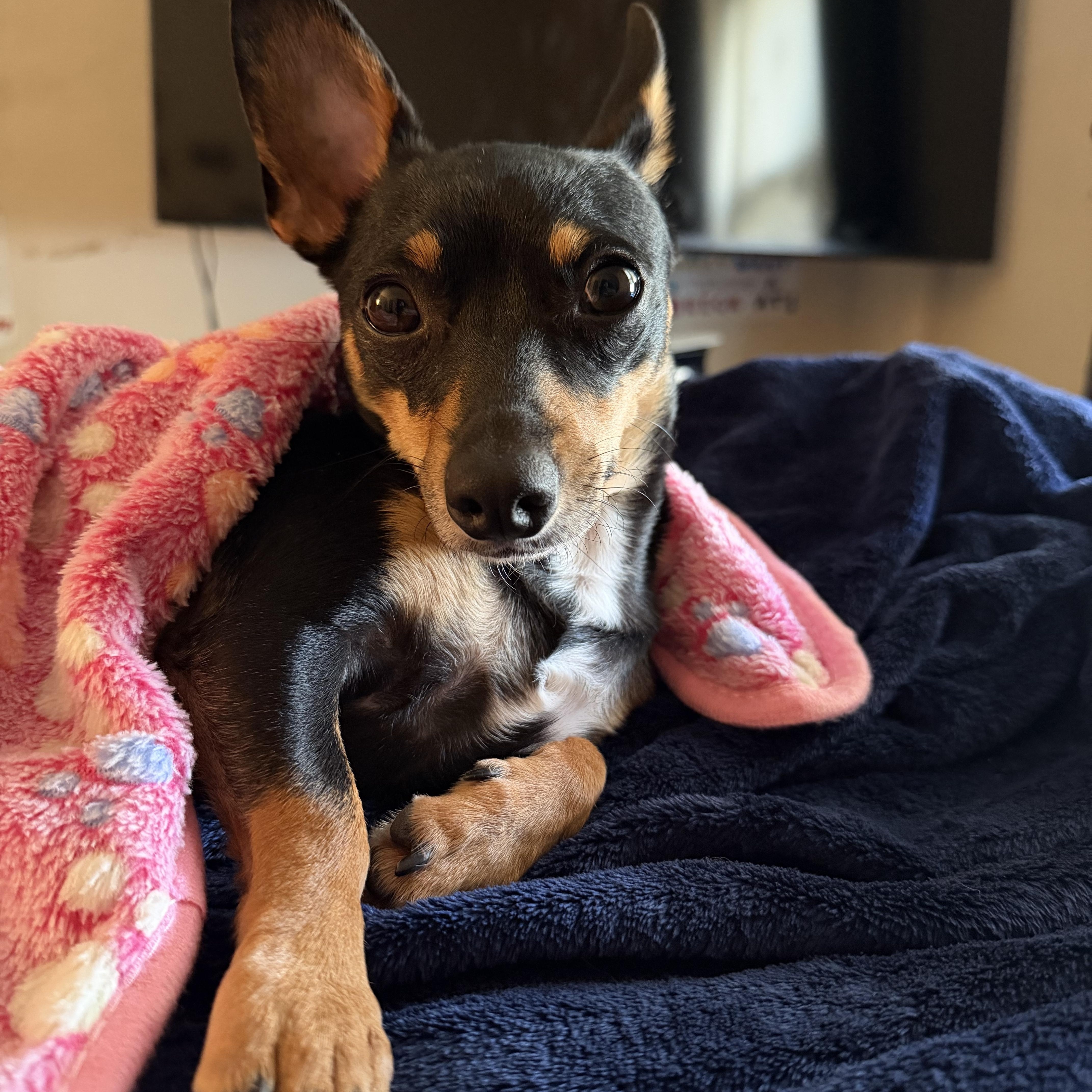 Machoire ~ Local Girl thumbnail 3