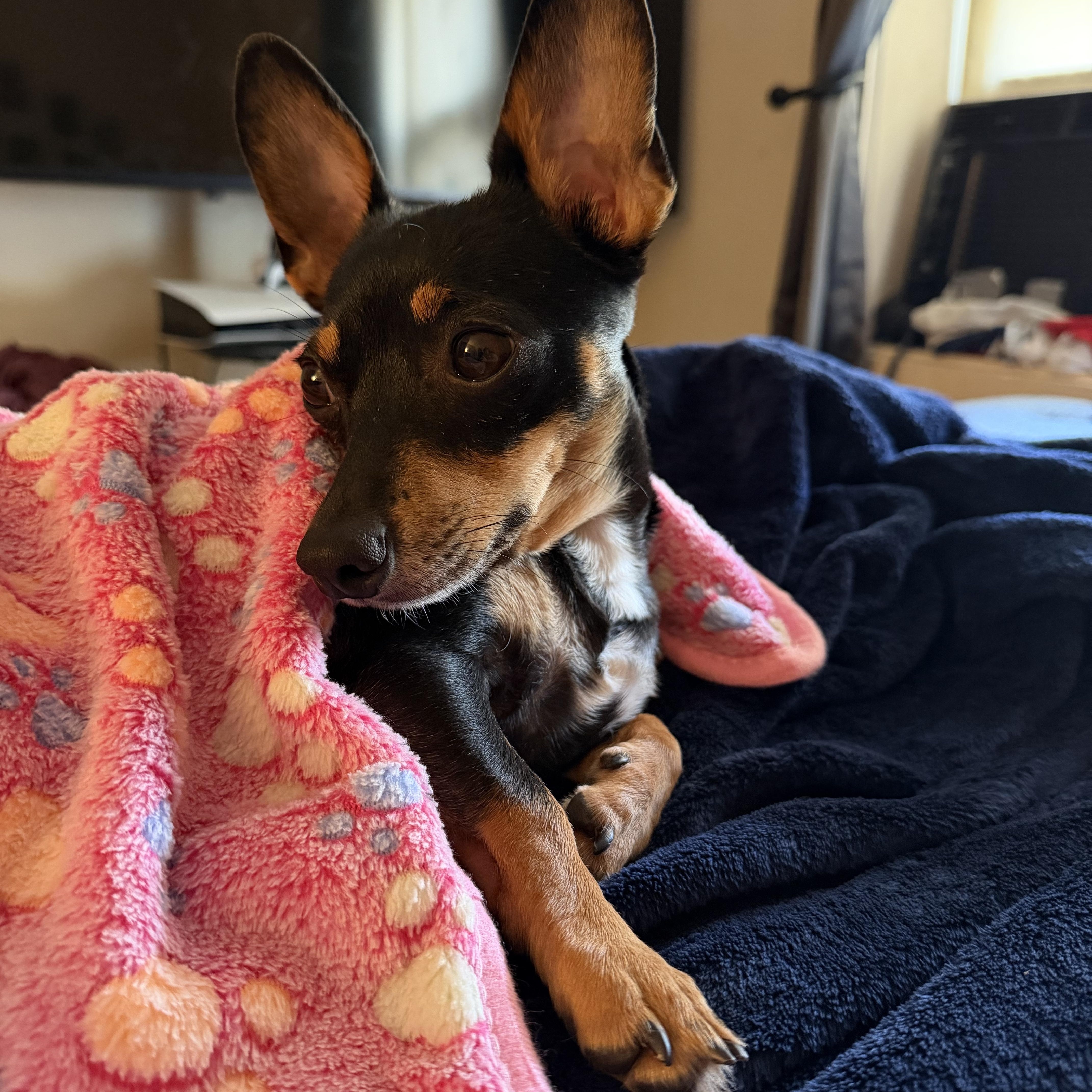 Machoire ~ Local Girl thumbnail 4