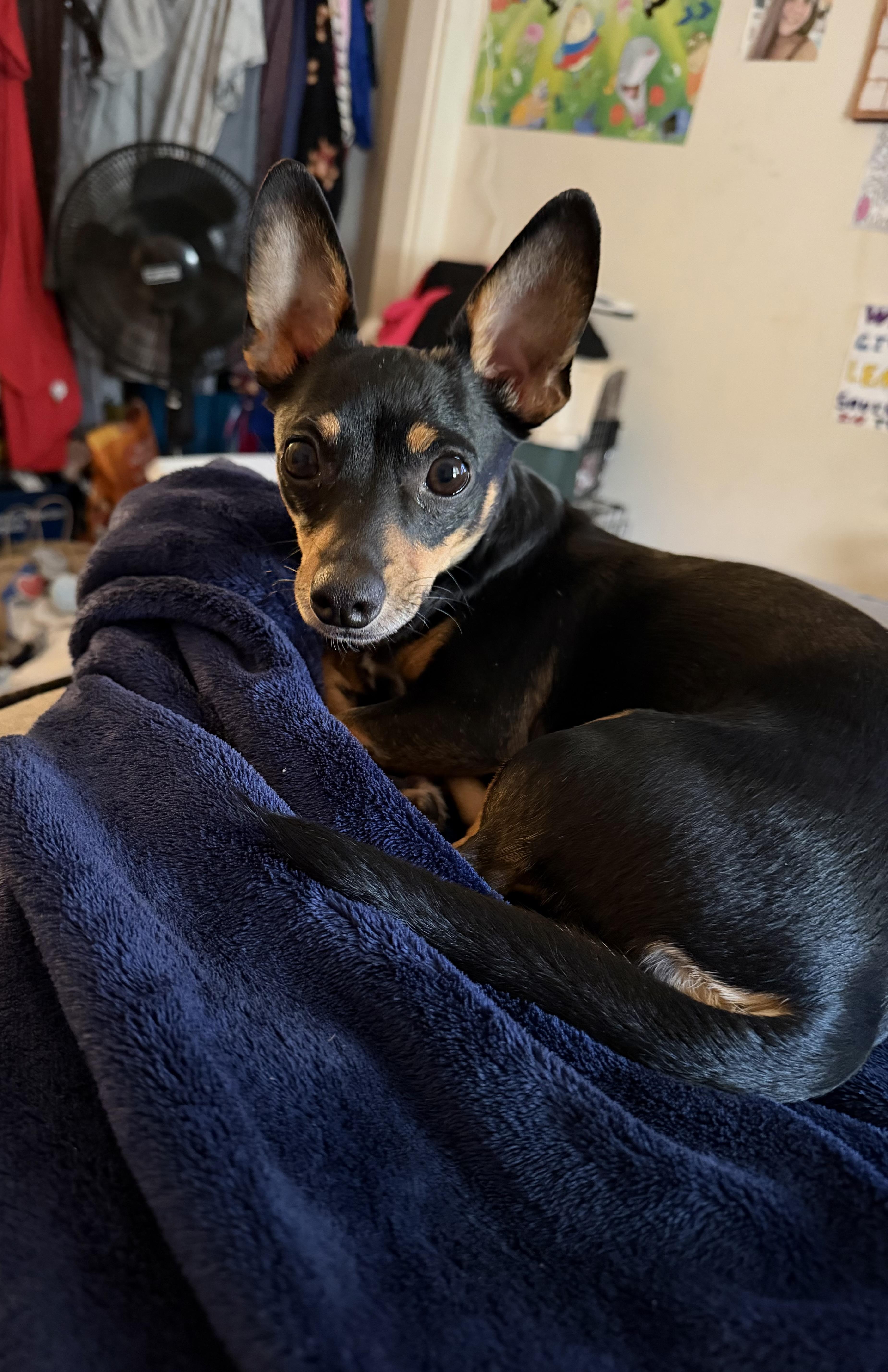 Machoire ~ Local Girl thumbnail 5