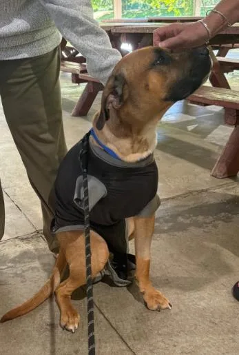 Enzo