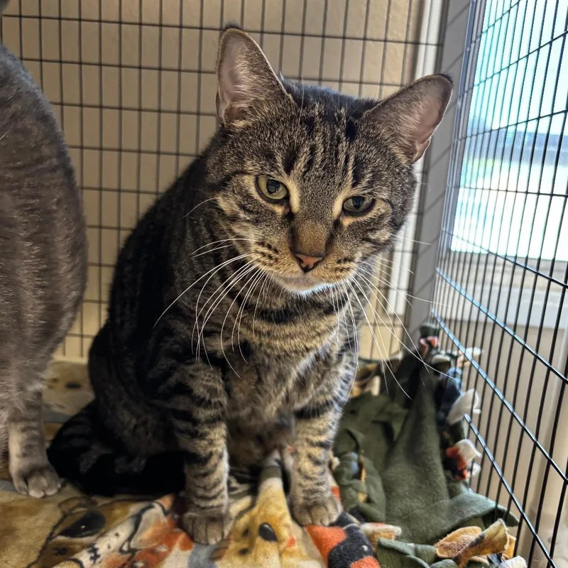 A senior extra large-sized male Domestic Short Hair cat named Samwise for adoption in Medford, OR