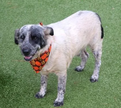 An adult medium-sized male Mixed Breed dog named Buddy for adoption in Athens, GA