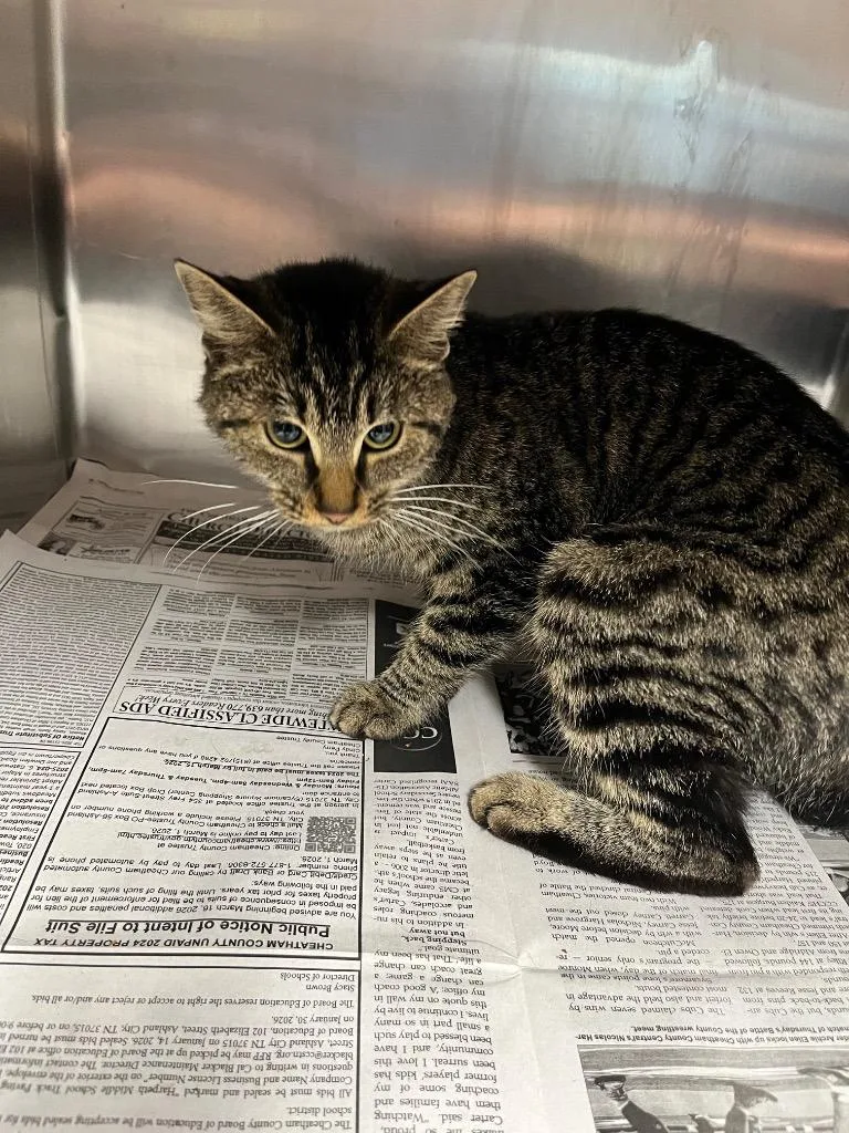 A young medium-sized female Domestic Short Hair cat named April for adoption in Hopkinsville, KY