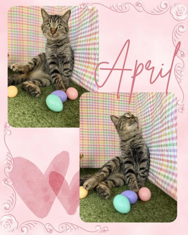April thumbnail 2