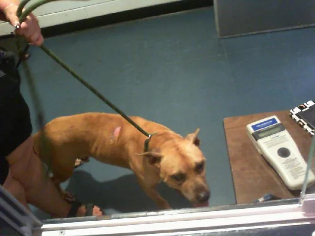 An adult medium-sized male Pit Bull Terrier dog named Jett for adoption in Charlotte, NC