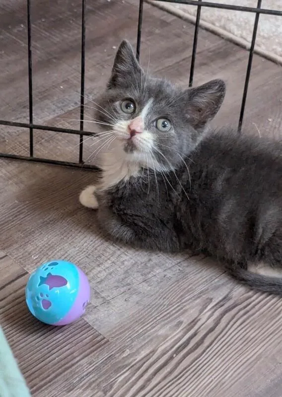 A young medium-sized male Gray / Blue / Silver Domestic Short Hair cat named Clove for adoption in North Babylon, NY