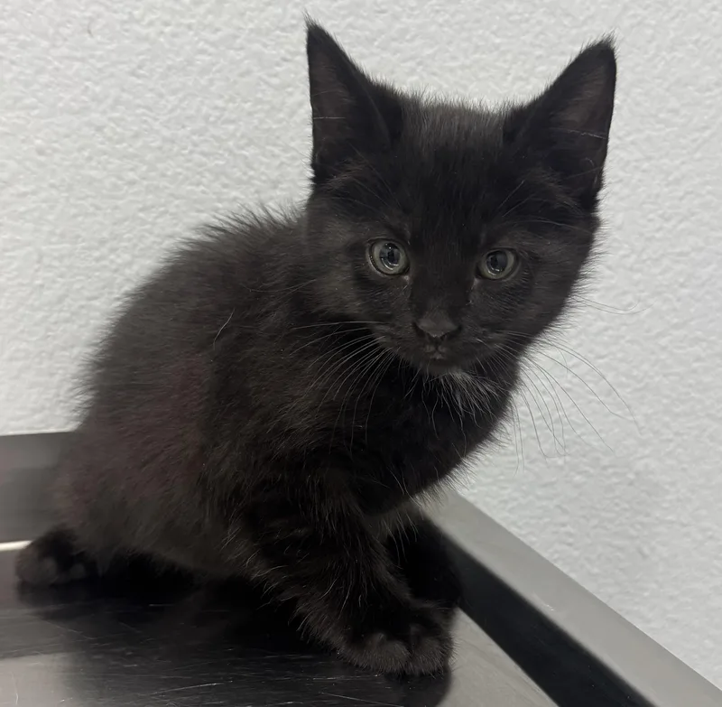 A baby medium-sized female Black Domestic Short Hair cat named Justice for adoption in Pella, IA