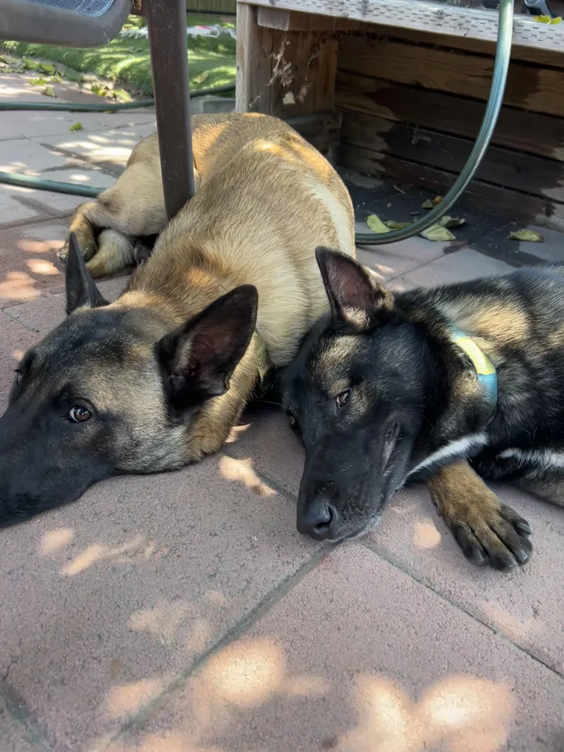 A young medium-sized male Bicolor Belgian Shepherd / Malinois dog named Jack for adoption in Burbank, CA