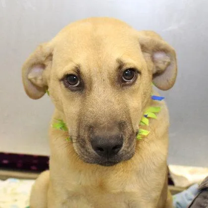 A young medium-sized male Golden Mixed Breed dog named Boots for adoption in Lansing, MI