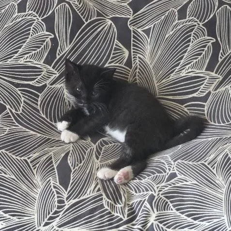 A baby medium-sized female Tuxedo cat named Bootsie for adoption in Woodland Hills, CA