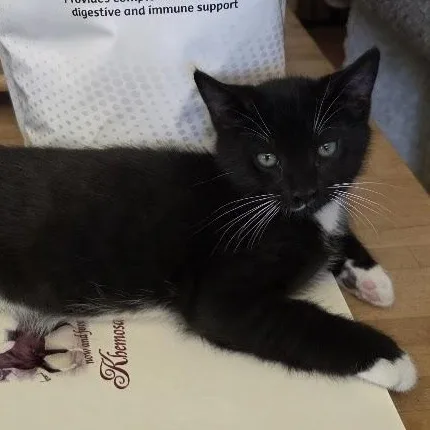 Bootsie thumbnail 4