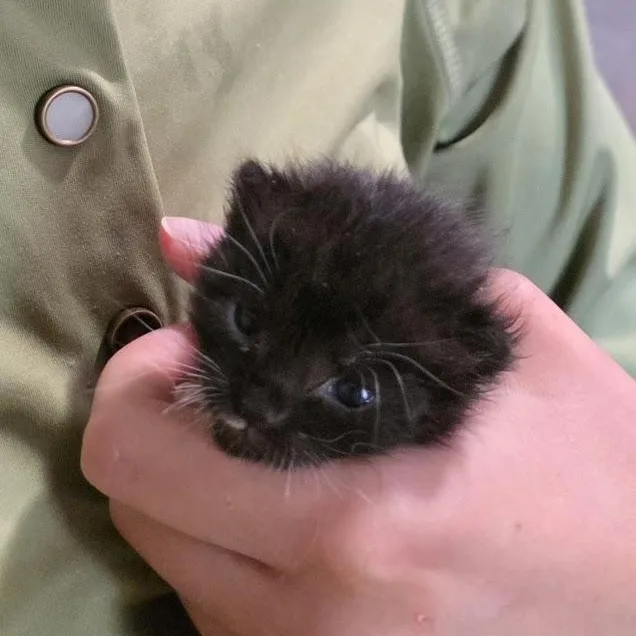 Bootsie thumbnail 5