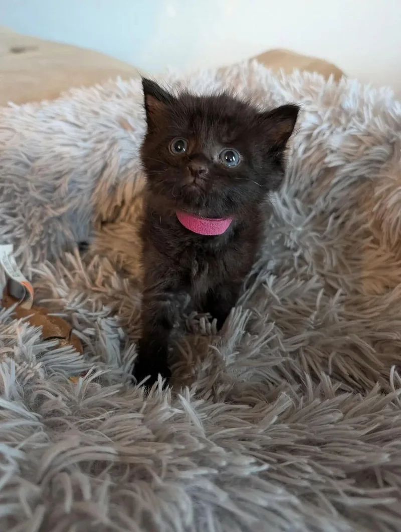 A baby medium-sized female Black Domestic Long Hair cat named Hazel for adoption in Davison, MI