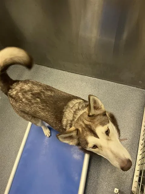 An adult large-sized female Siberian Husky dog named Hannah for adoption in Dallas, TX
