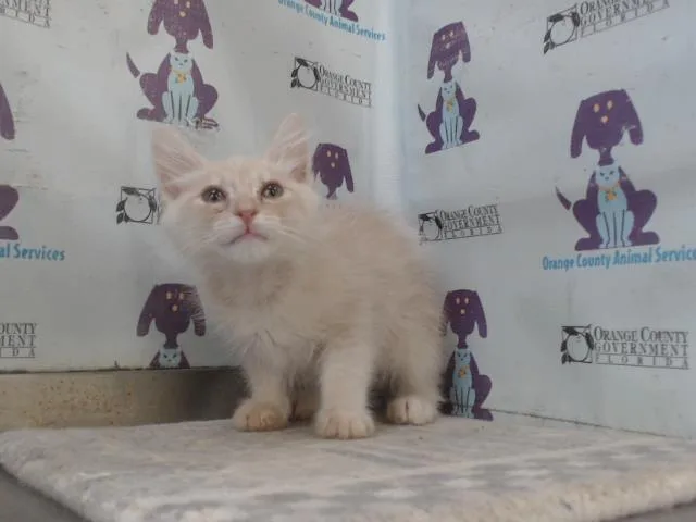 A baby small-sized male Domestic Short Hair cat named Titan for adoption in Orlando, FL