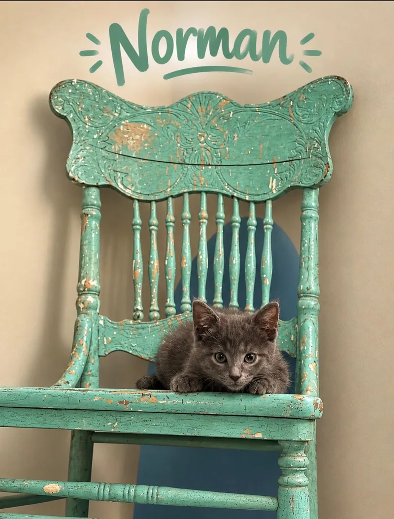 A young medium-sized male Tabby (Gray / Blue / Silver) Domestic Short Hair cat named Norman for adoption in Cincinnati, OH