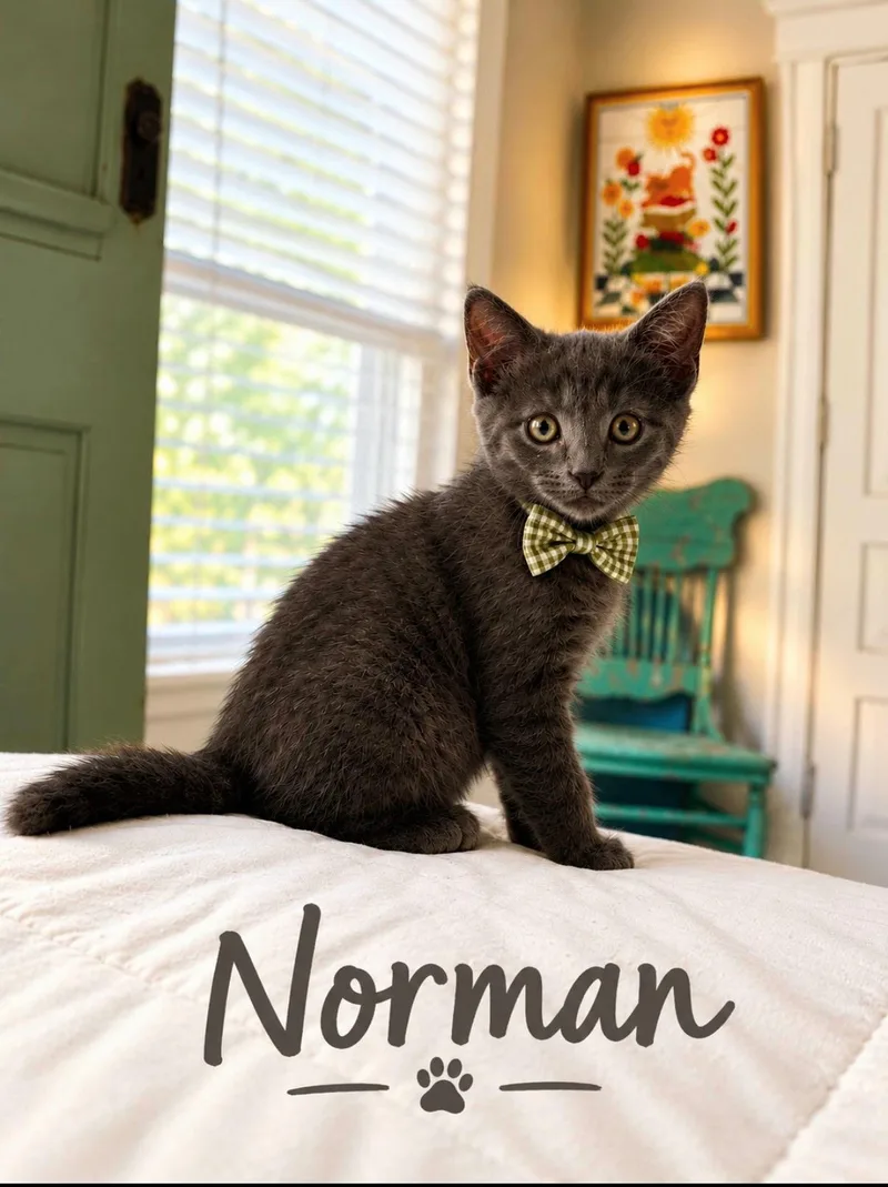 Norman thumbnail 5