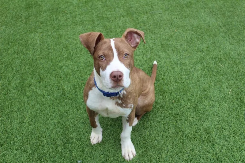 A baby medium-sized female Brindle Pit Bull Terrier dog named Emmett for adoption in Chestertown, MD