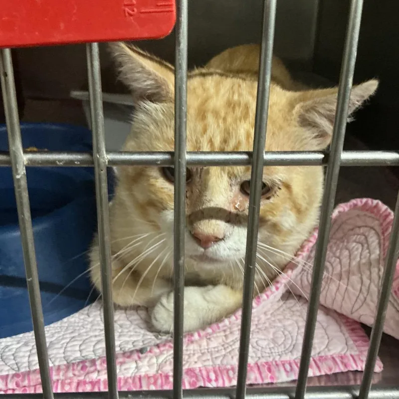 An adult small-sized male Orange / Red Domestic Short Hair cat named Barley for adoption in St Joseph, MO