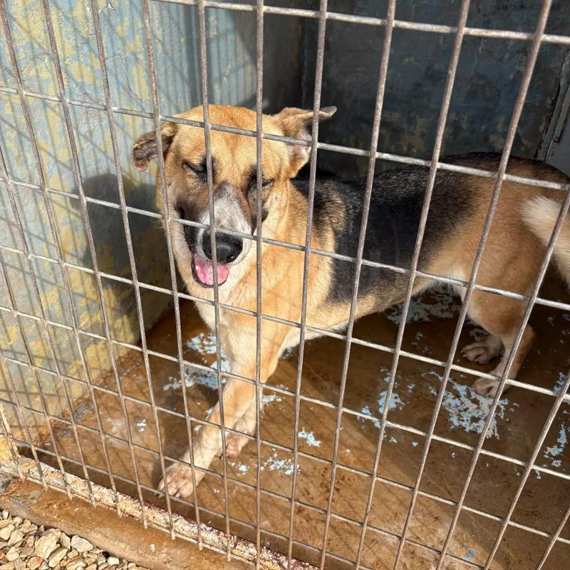 A young large-sized female Brown / Chocolate German Shepherd Dog dog named Leah for adoption in Austin, TX
