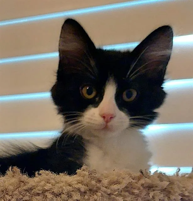 A baby small-sized female Domestic Short Hair cat named Paige for adoption in Sacramento, CA