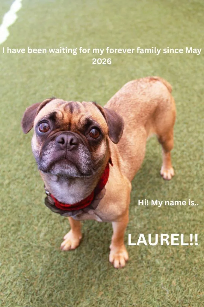 Laurel
