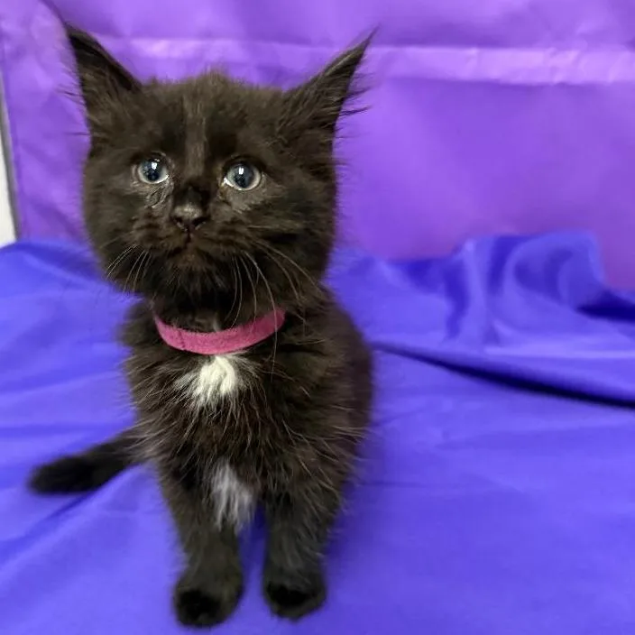 A baby small-sized female Black Domestic Medium Hair cat named Delia for adoption in North Myrtle Beach, SC