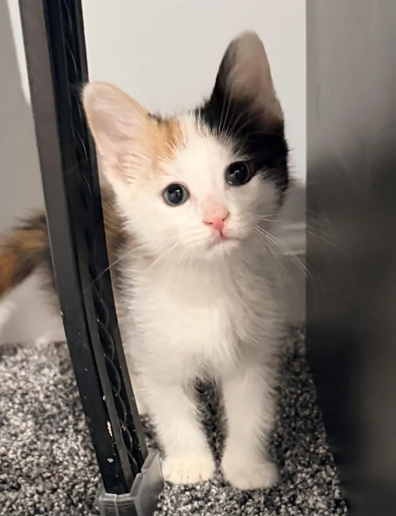 A baby medium-sized female Calico Domestic Short Hair cat named Zoe for adoption in East Hanover, NJ