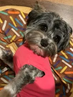 A young small-sized female Black Havanese dog named Callie for adoption in Wichita, KS
