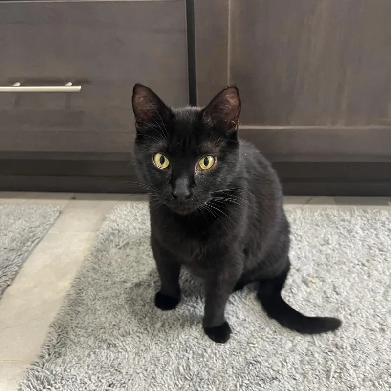 An adult medium-sized female Black Domestic Short Hair cat named Kitana for adoption in Redmond, WA