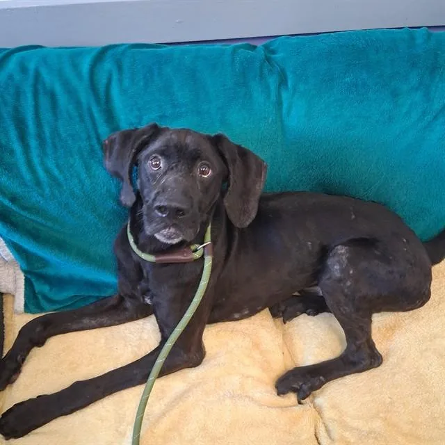An adult medium-sized male German Shorthaired Pointer dog named Ankylosaurus for adoption in Fort Walton Beach, FL