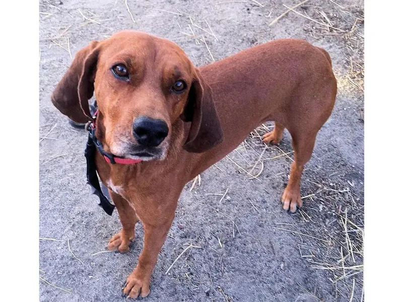 A young large-sized male Redbone Coonhound dog named Johnny Walker Red for adoption in Leawood, KS