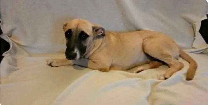A baby medium-sized female Black Mouth Cur dog named Tiramisu for adoption in Peoria, IL