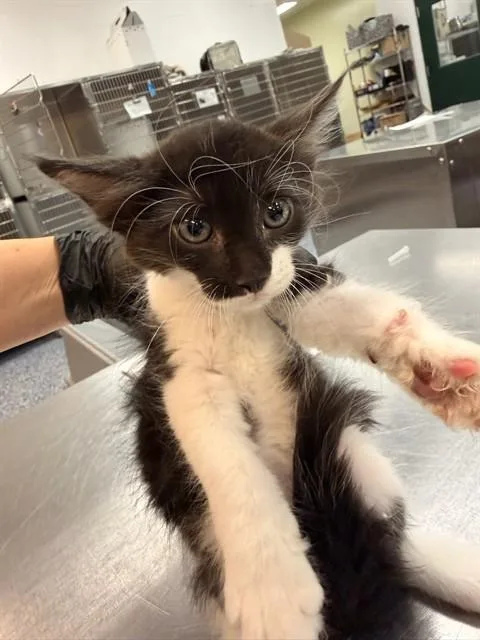 A baby small-sized male Domestic Short Hair cat named Alan for adoption in Thousand Palms, CA