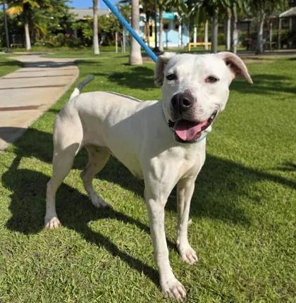 An adult medium-sized female Hound dog named Snowy for adoption in Honolulu, HI
